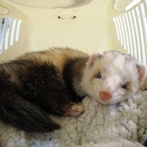 May include: A ferret with brown, black, and white fur rests inside a cream-colored pet carrier. The ferret is lying on a white, fluffy blanket. The carrier has a rounded top and vertical ventilation slots.