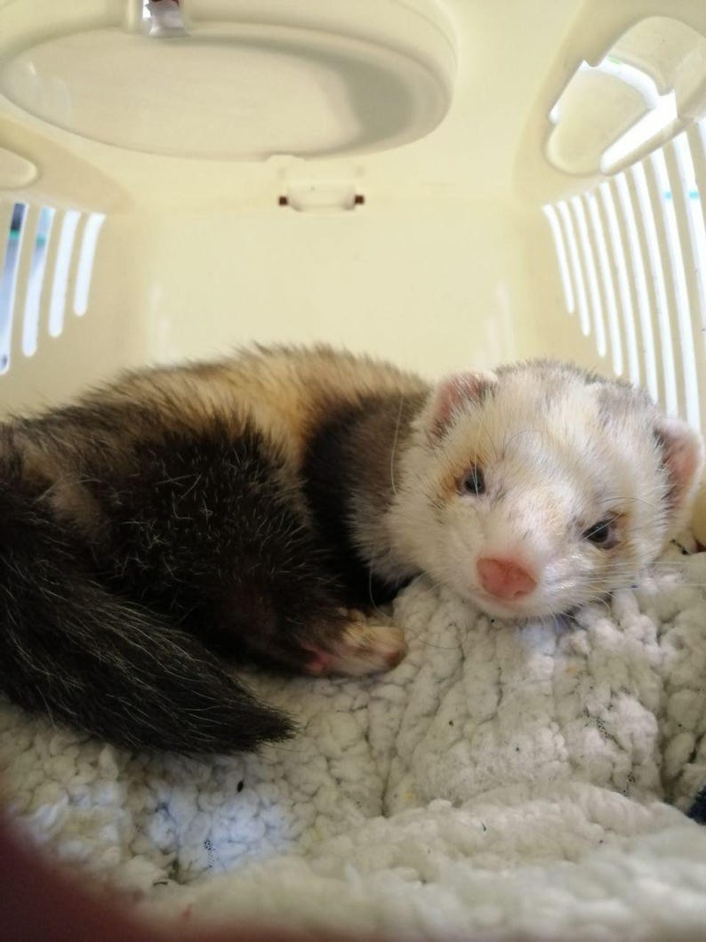 May include: A ferret with brown, black, and white fur rests inside a cream-colored pet carrier. The ferret is lying on a white, fluffy blanket. The carrier has a rounded top and vertical ventilation slots.