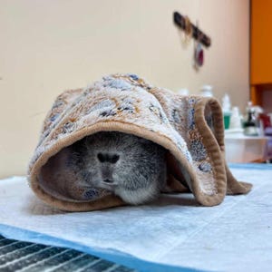 Puede incluir: Un conejillo de indias gris envuelto en una toalla suave estampada. La toalla tiene un ribete marr&oacute;n y cubre la cabeza y el cuerpo del conejillo de indias, creando una apariencia acogedora y c&aacute;lida. El conejillo de indias descansa sobre una superficie azul y blanca.