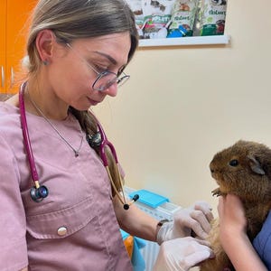 Puede incluir: Un veterinario examina un conejillo de indias marr&oacute;n. El veterinario lleva un uniforme rosa y un estetoscopio. El conejillo de indias es sostenido por otra persona con uniforme azul. Se ven bolsas de comida para mascotas en el fondo.