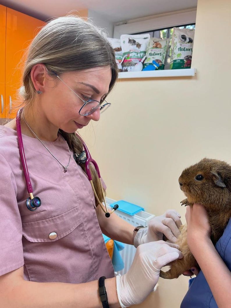 Puede incluir: Un veterinario examina un conejillo de indias marr&oacute;n. El veterinario lleva un uniforme rosa y un estetoscopio. El conejillo de indias es sostenido por otra persona con uniforme azul. Se ven bolsas de comida para mascotas en el fondo.
