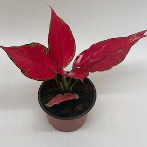 Könnte beinhalten: Eine Topf-Aglaonema-Pflanze mit leuchtend roten Blättern und grünen Rändern. Die Pflanze steht in einem kleinen braunen Topf vor einem weißen Hintergrund. Die Blätter haben eine glänzende Textur.