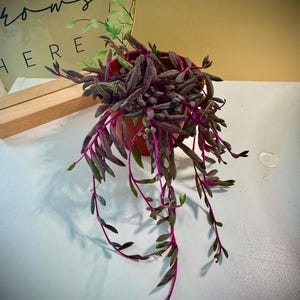 May include: A potted plant with trailing stems and purple and green leaves. The plant is in a small, round, terracotta-colored pot. The stems have a vibrant pink hue. The background includes a gold-colored circular frame with the words "LOVE GROWS HERE".
