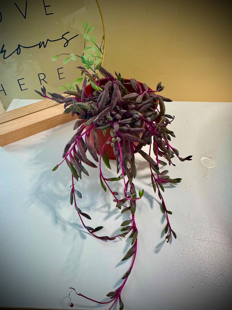 May include: A potted plant with trailing stems and purple and green leaves. The plant is in a small, round, terracotta-colored pot. The stems have a vibrant pink hue. The background includes a gold-colored circular frame with the words "LOVE GROWS HERE".