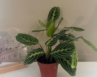 Maranta lemon lime plant
