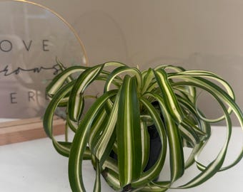 Curly spider plant