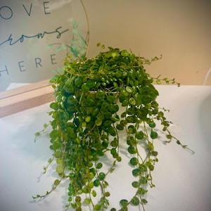 Puede incluir: Una planta de cadena de tortugas en maceta, con vides colgantes de pequeñas hojas verdes redondas. La planta está en una maceta oscura, y el fondo incluye un letrero con borde dorado que dice "LOVE grows HERE."