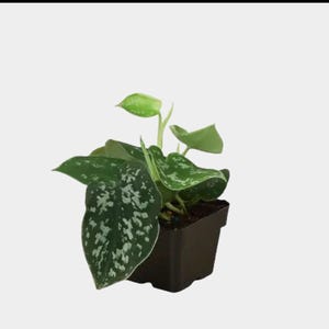 Puede incluir: Una pequeña planta en maceta con hojas verdes grandes en forma de corazón salpicadas de blanco. La planta está en una maceta cuadrada de plástico marrón oscuro. El fondo es gris claro liso.