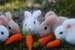 Needle Felted Easter Bunny, Needle Felted Bunny, With 1 Carrot, Easter Bunny, Handmade, Rabbit 