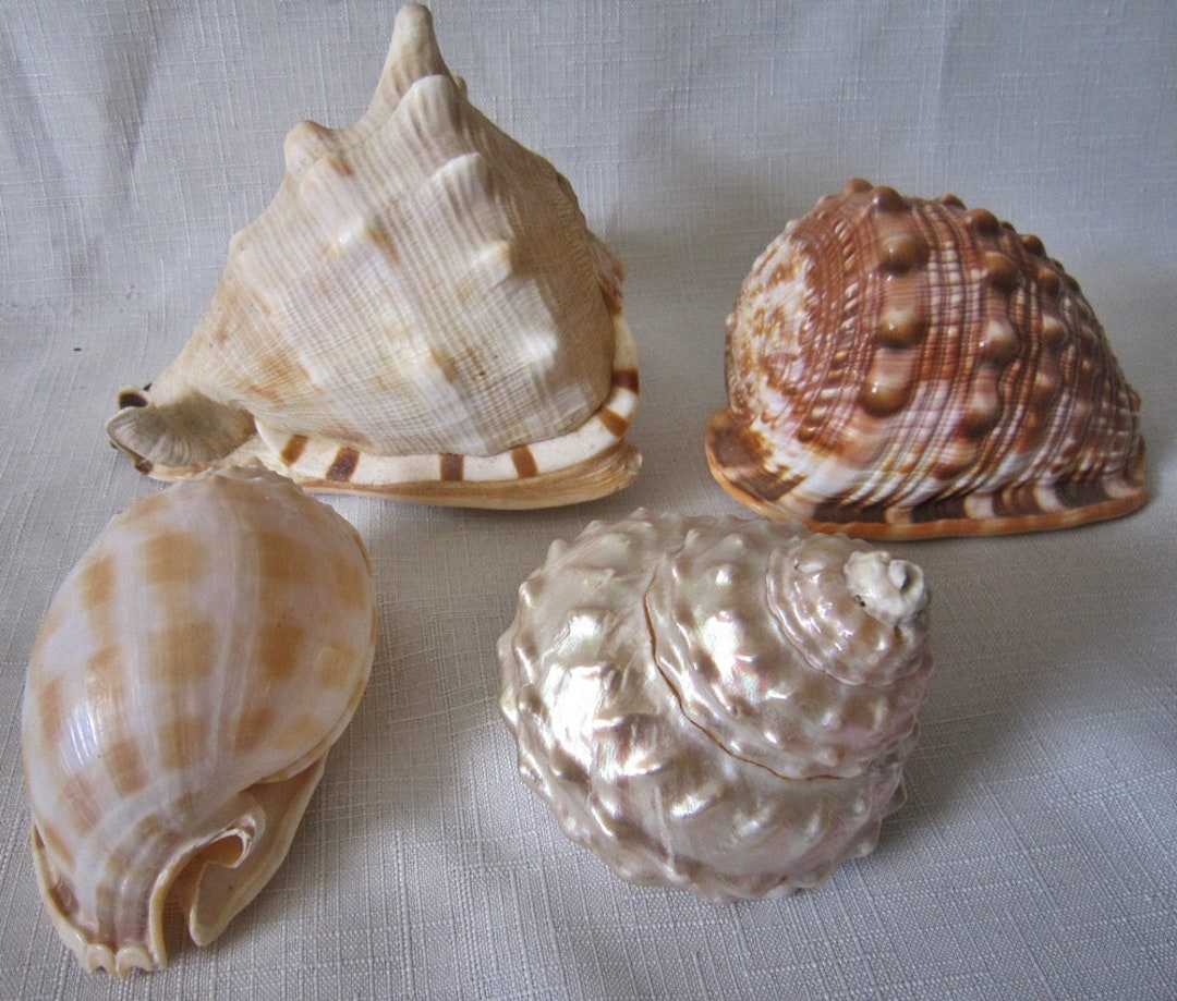 Throwback Shell Pictures Vintage Rare Shell Collection, S/4 - Etsy