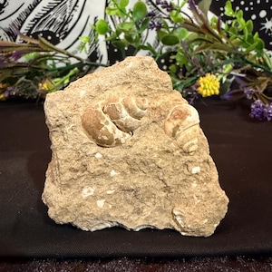 May include: A tan-colored rock with several visible fossilized seashells. The shells are a lighter brown and have detailed spiral patterns. The rock has a rough, textured surface and is surrounded by greenery and a black background.