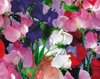 SWEET PEA Royal White Seeds F 285