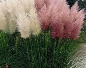 pampas grass pink items