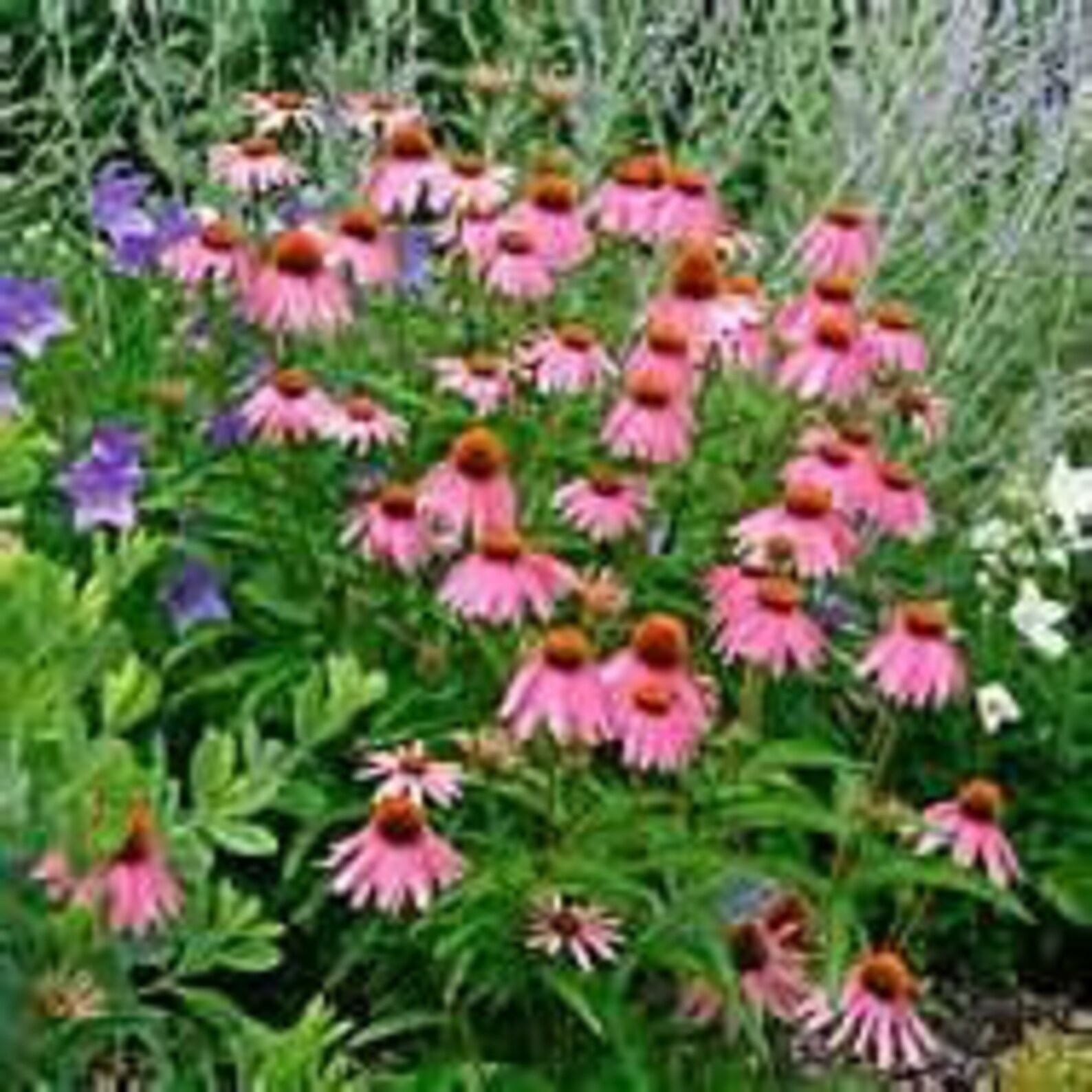 25 Echinacea Magnus Coneflower Perennial Echinacea purpurea Etsy