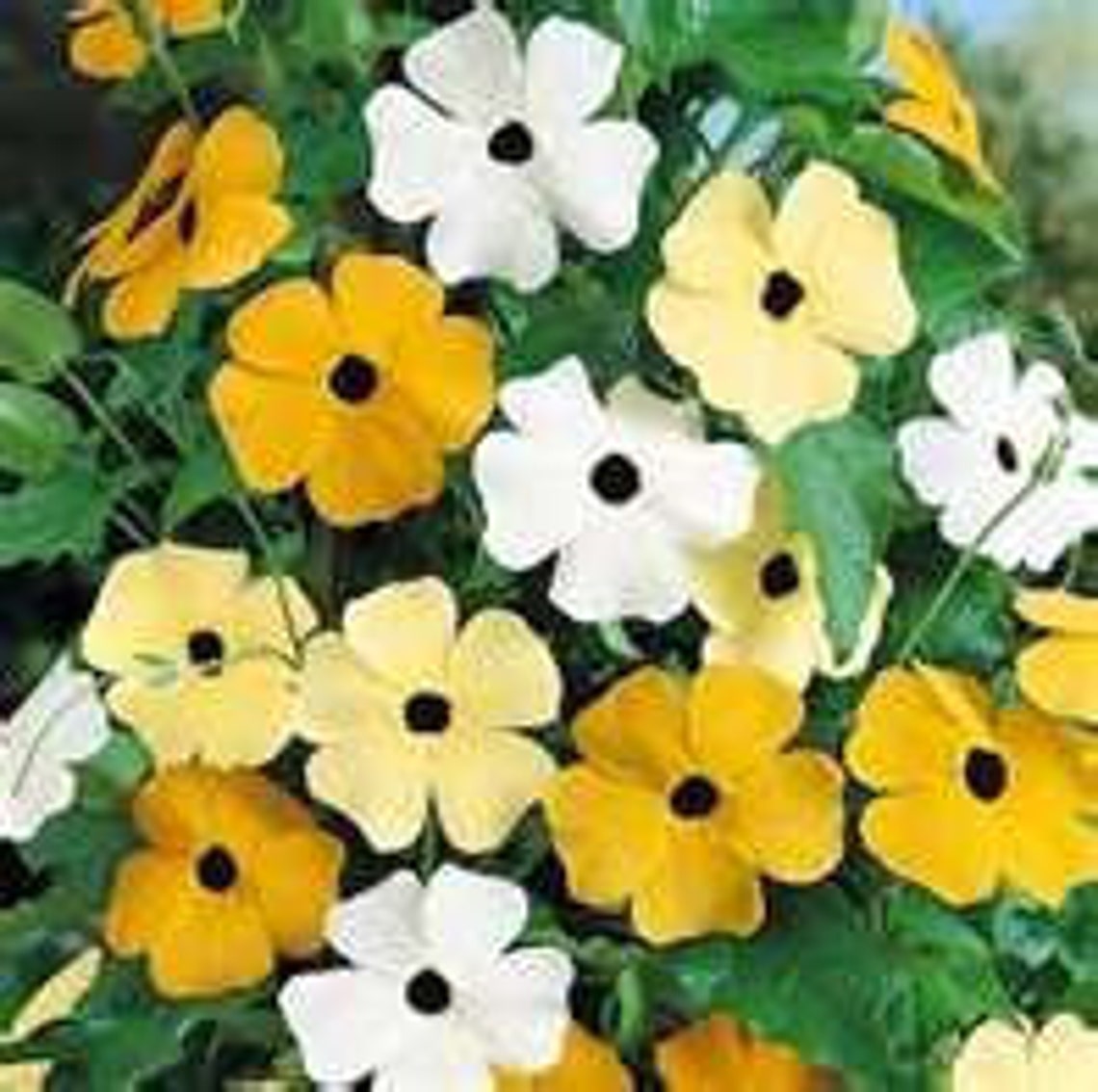 35 HEIRLOOM Blackeyed Susan Susie Mix Vine Flower Seeds Etsy