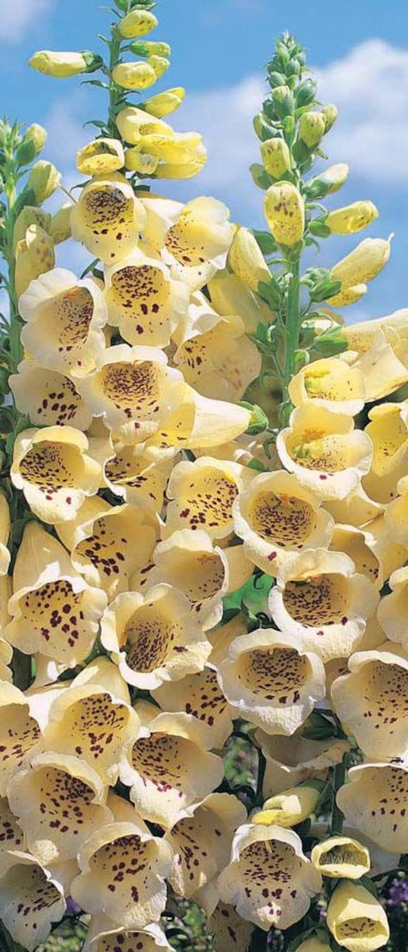 100 heirloom Yellow Foxglove Digitalis Grandiflora Seeds Etsy