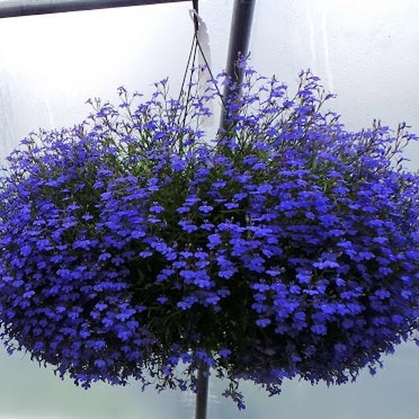 100 Variety Trailing Lobelia (SAPPHIRE TRAILING) blue flower