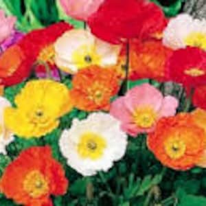 100 Iceland Poppy Mix Colors  Flower Seeds