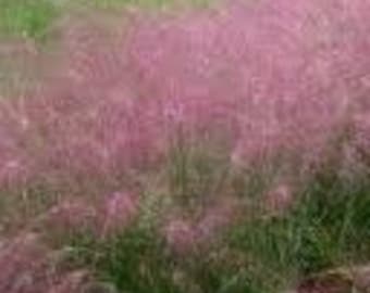 100 Ornamental  Purple Love  Grass Seeds