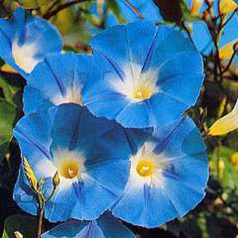 25 HEIRLOOM Morning Glory Heavenly Blue 4'' to 5'' Flowers Seeds image 1