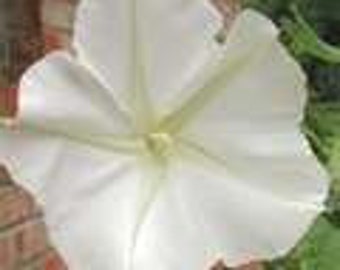 20 HEIRLOOM Moonflower  Giant White Flower  Seeds