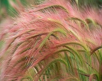 100 Ornamental Foxtail Barley Grass Seeds