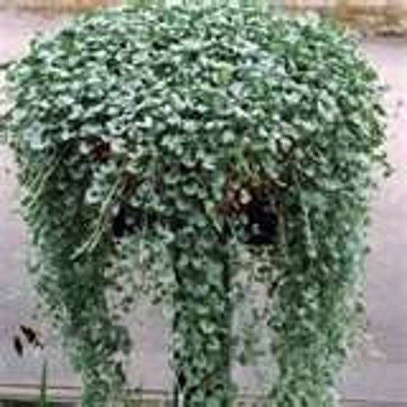 5 Dichondra Dichondra Silver Falls Seeds Etsy
