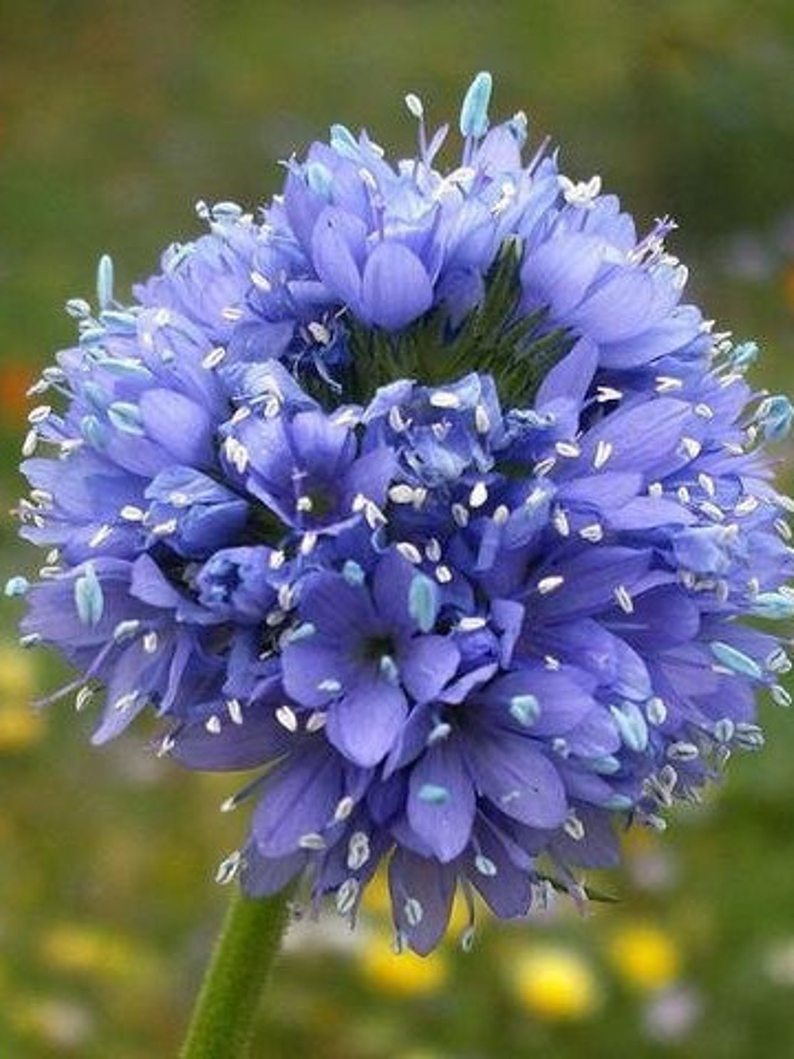 100 Globe Gilia gilia Capitata Flower Seeds Etsy