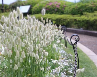 25 Ornamental  Bunny Tails  Grass Seeds