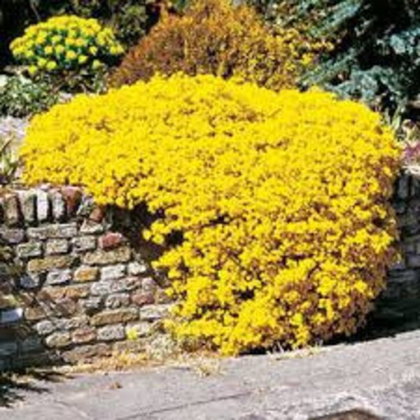 100 Basket of Gold Mountain Gold Alyssum  Flower Seeds