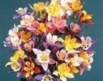 100 HEIRLOOM COLUMBINE, McKANAS giant  Flower mix seeds