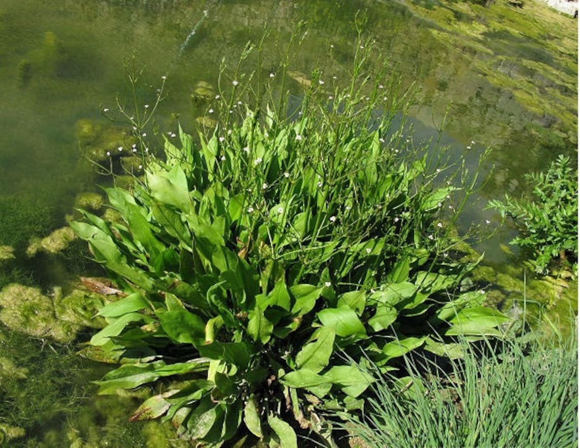 100 Variety Mud Plantain Flower Seeds - Etsy