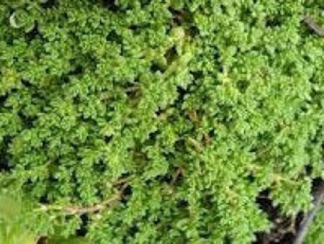100 Green Carpet Rupturewort Trailing Flower Seeds Etsy
