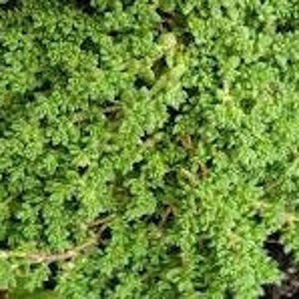 Trailing Flower Seeds Etsy