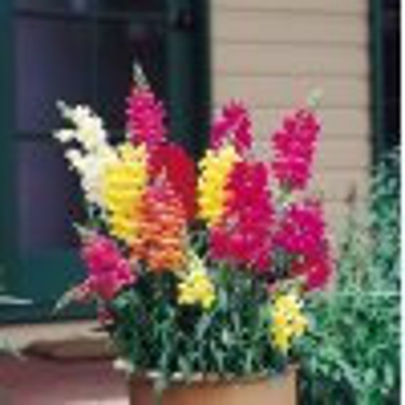 100 Heirloom Snapdragon Tall Deluxe Mixed Colors Flower Seeds Etsy