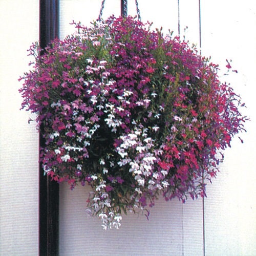 100 Variety Lobelia White Trailing Flower Seeds Etsy