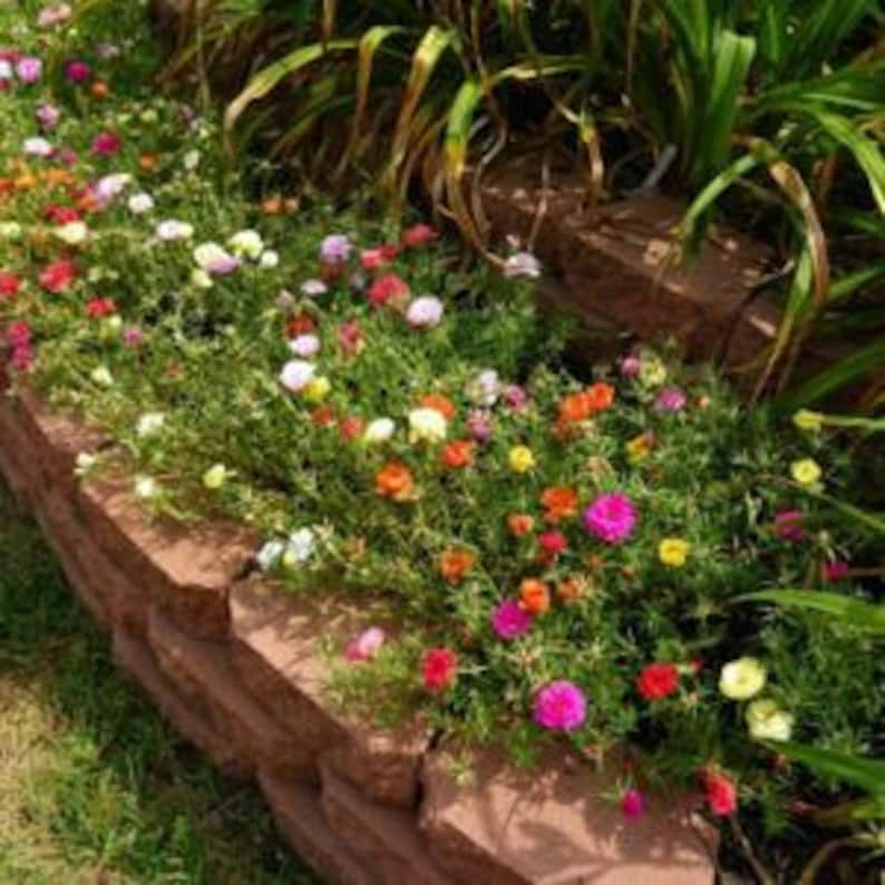 100 Moss Rose Portulaca Grandiflora Mix Color Ground Cover Etsy