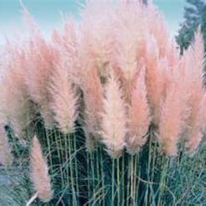 50 Ornamental Pink Pampas  Grass Seeds