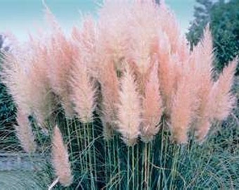 50 Ornamental Pink Pampas  Grass Seeds