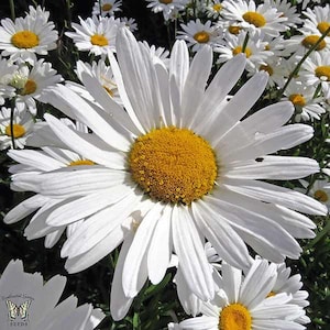 200 HEIRLOOM Chrysanthemum maximum, giant Shasta Daisy Flower seeds image 1