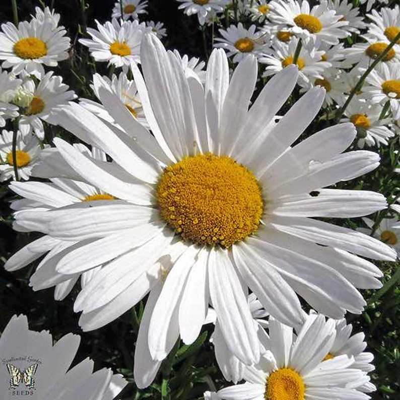 200 HEIRLOOM Chrysanthemum Maximum, Giant Shasta Daisy Flower Seeds Etsy