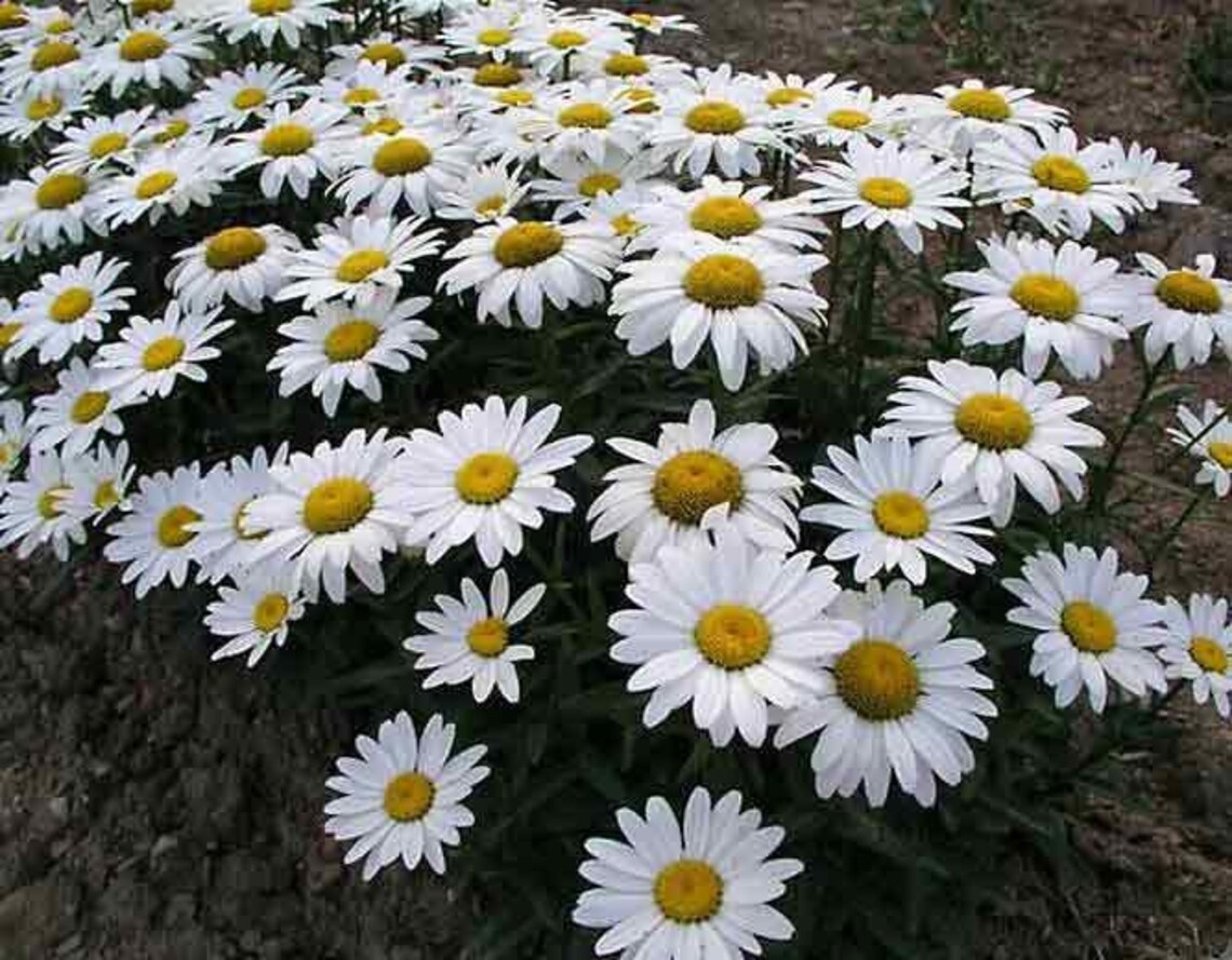 200 HEIRLOOM Chrysanthemum maximum giant Shasta Daisy seeds Etsy