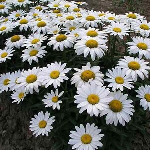 200 HEIRLOOM Chrysanthemum maximum, giant Shasta Daisy Flower seeds image 2