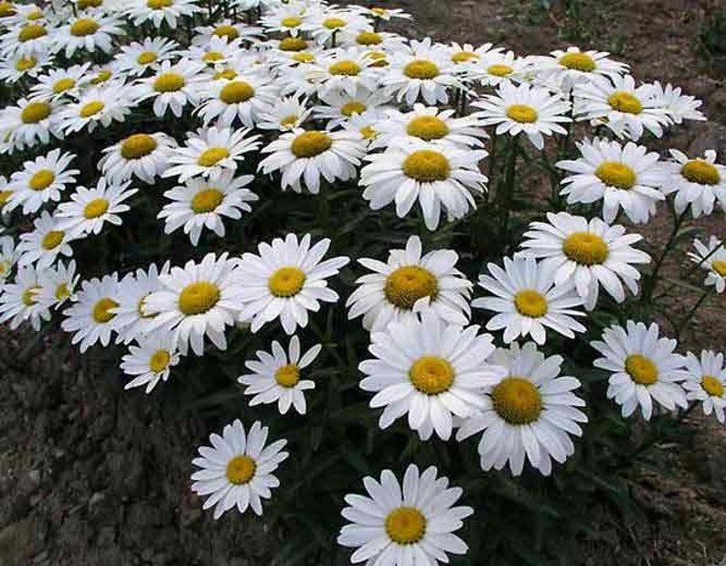 200 HEIRLOOM Chrysanthemum maximum, giant Shasta Daisy Flower seeds image 2