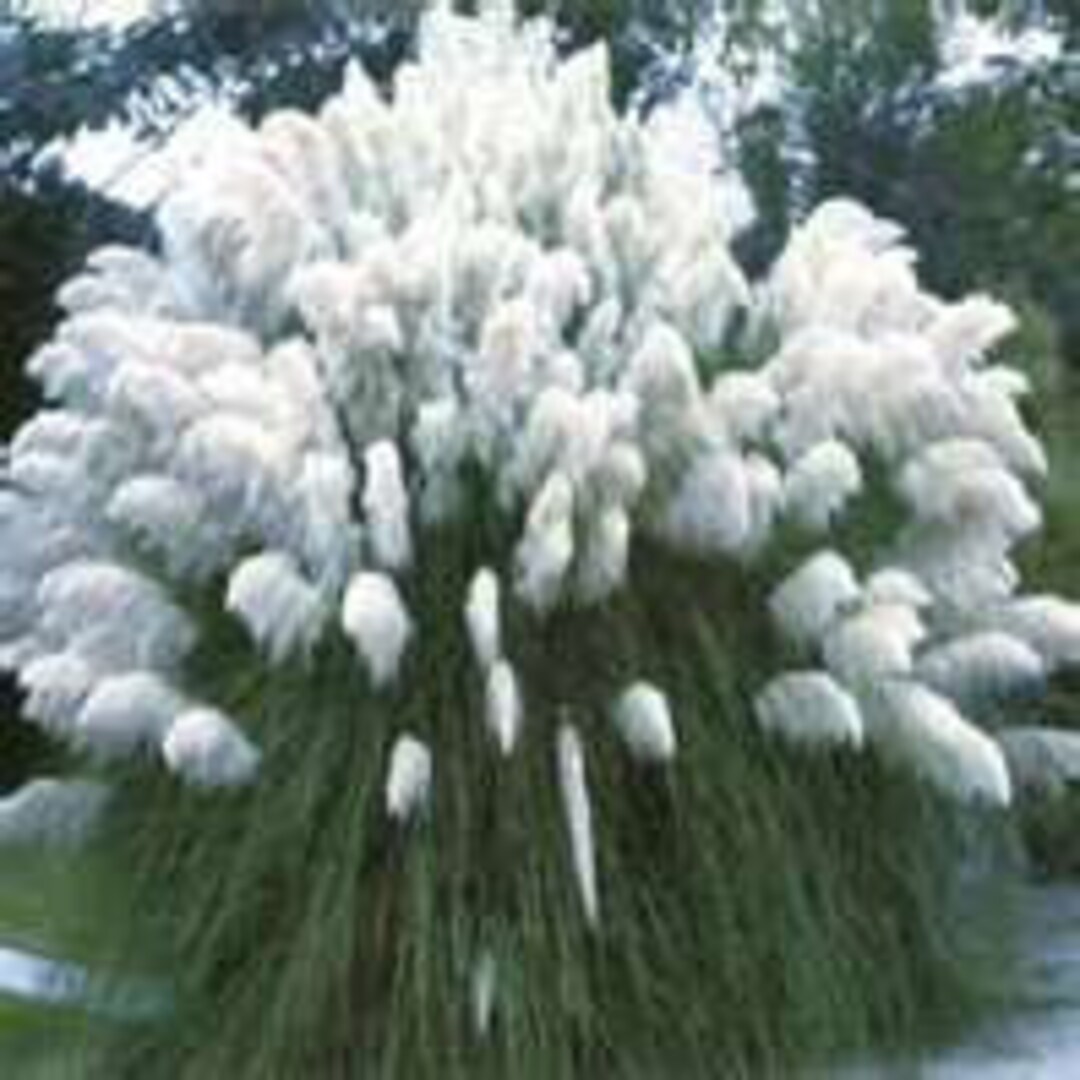 thumbnail image 2 of White Pampas Ornamental Grass Seeds – Over 1,000 Seeds – USA Grown & Shipped – Deer Resistant 2 of 5