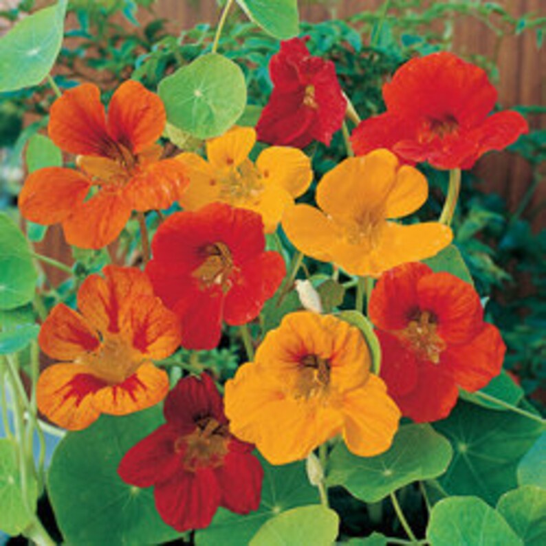 50 HEIRLOOM Nasturtium Edible Plant Climbing/vine Mix Seeds Etsy