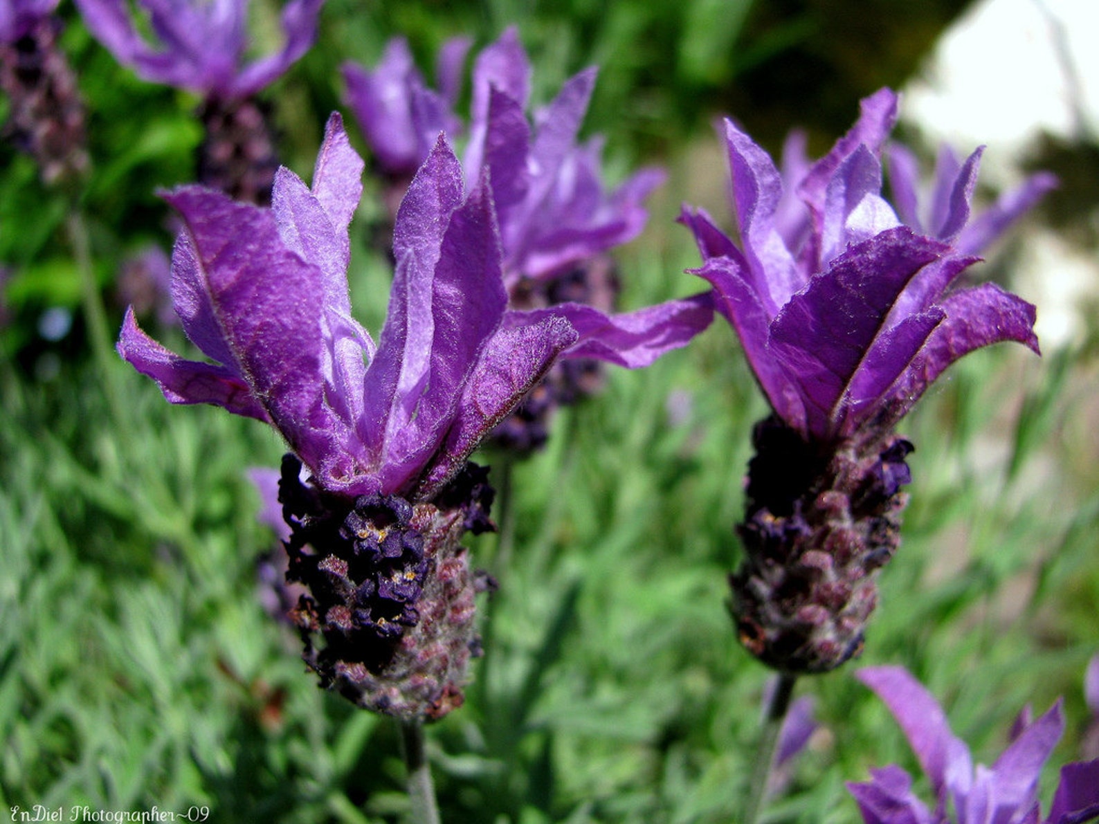 100 HEIRLOOM Italian Lavender Flower Seeds Etsy