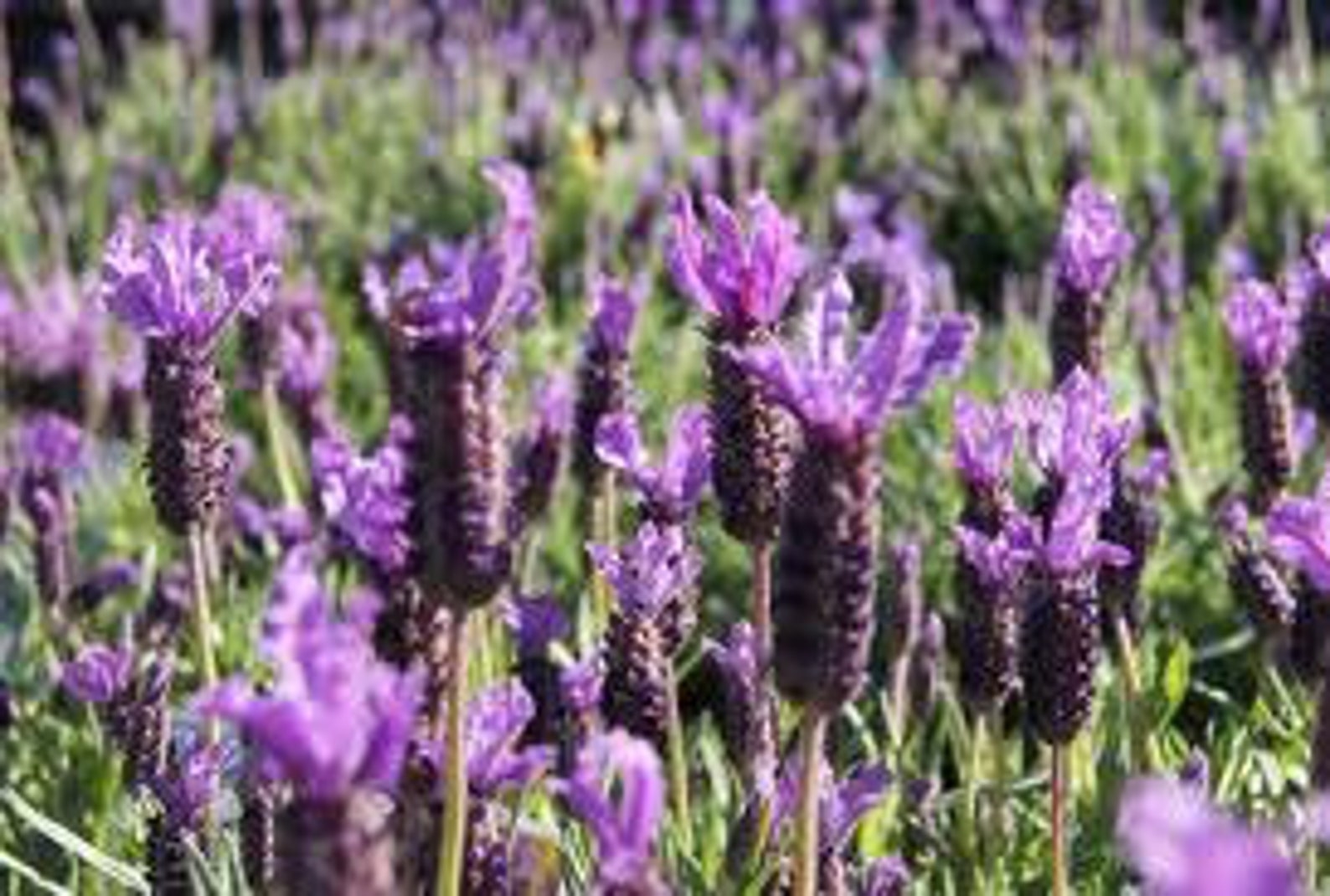 100 HEIRLOOM Italian Lavender Flower Seeds Etsy