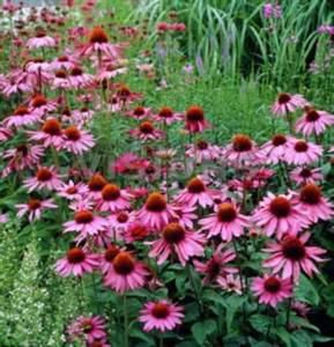 25 Echinacea Magnus Coneflower Perennial Echinacea purpurea Etsy