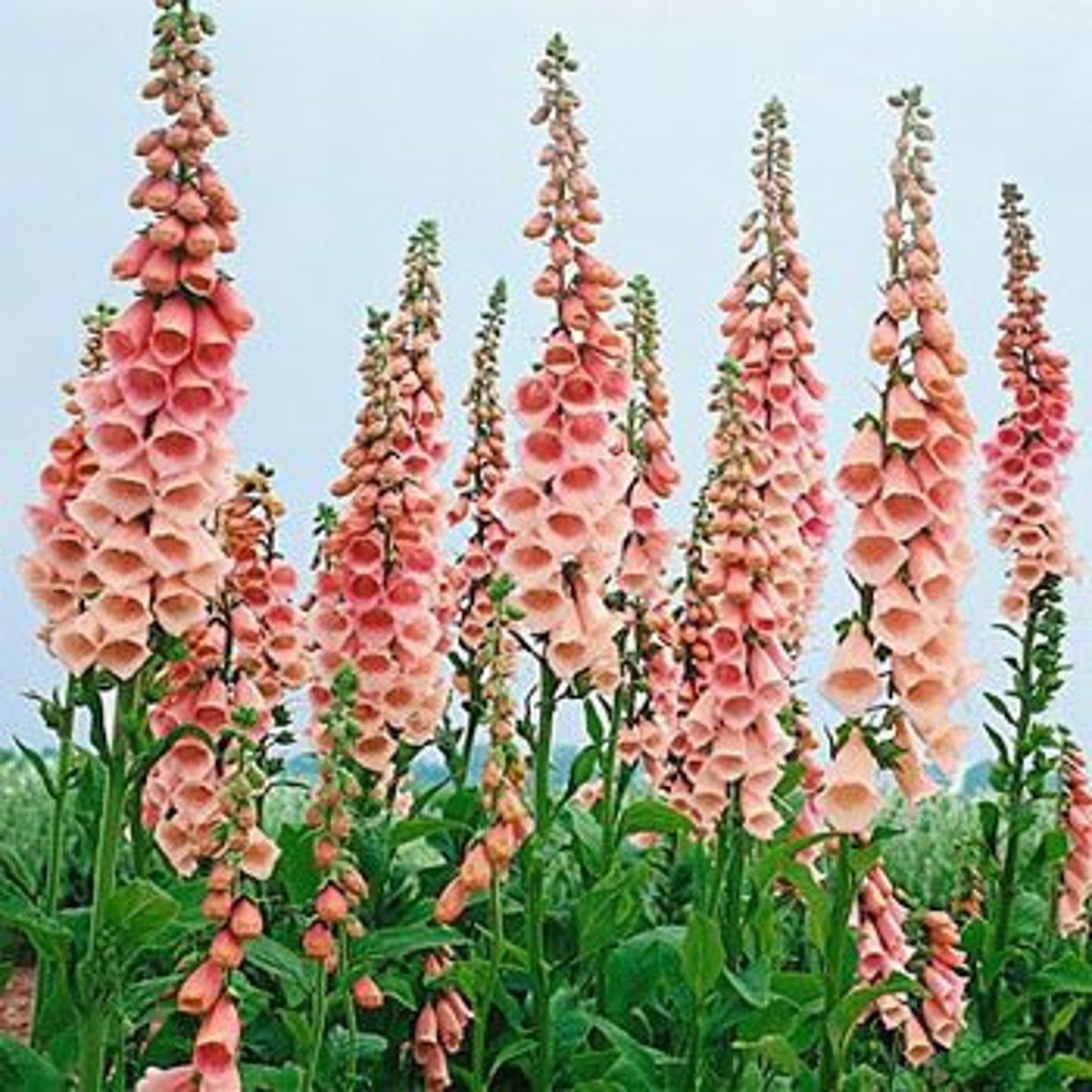 100 Heirloom Digitalis purpurea Apricot Beauty Seeds Etsy